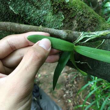 Image of Tuberolabium kotoense Yamam.