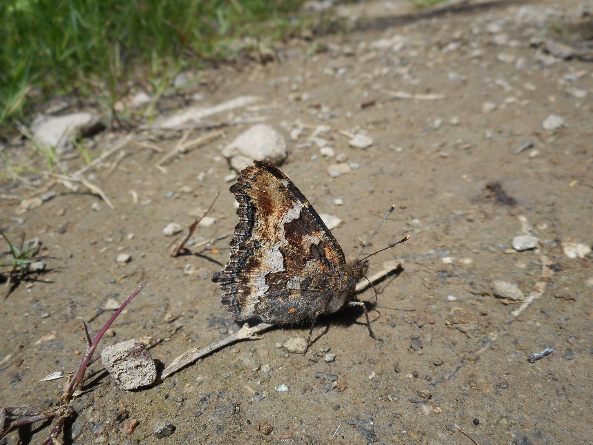 Image of California Tortoiseshell