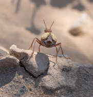 Image of Pleuropasta mirabilis (Horn 1870)