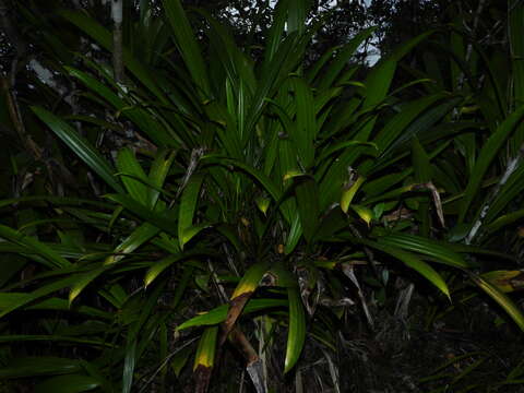 Image of Stelestylis surinamensis Harling