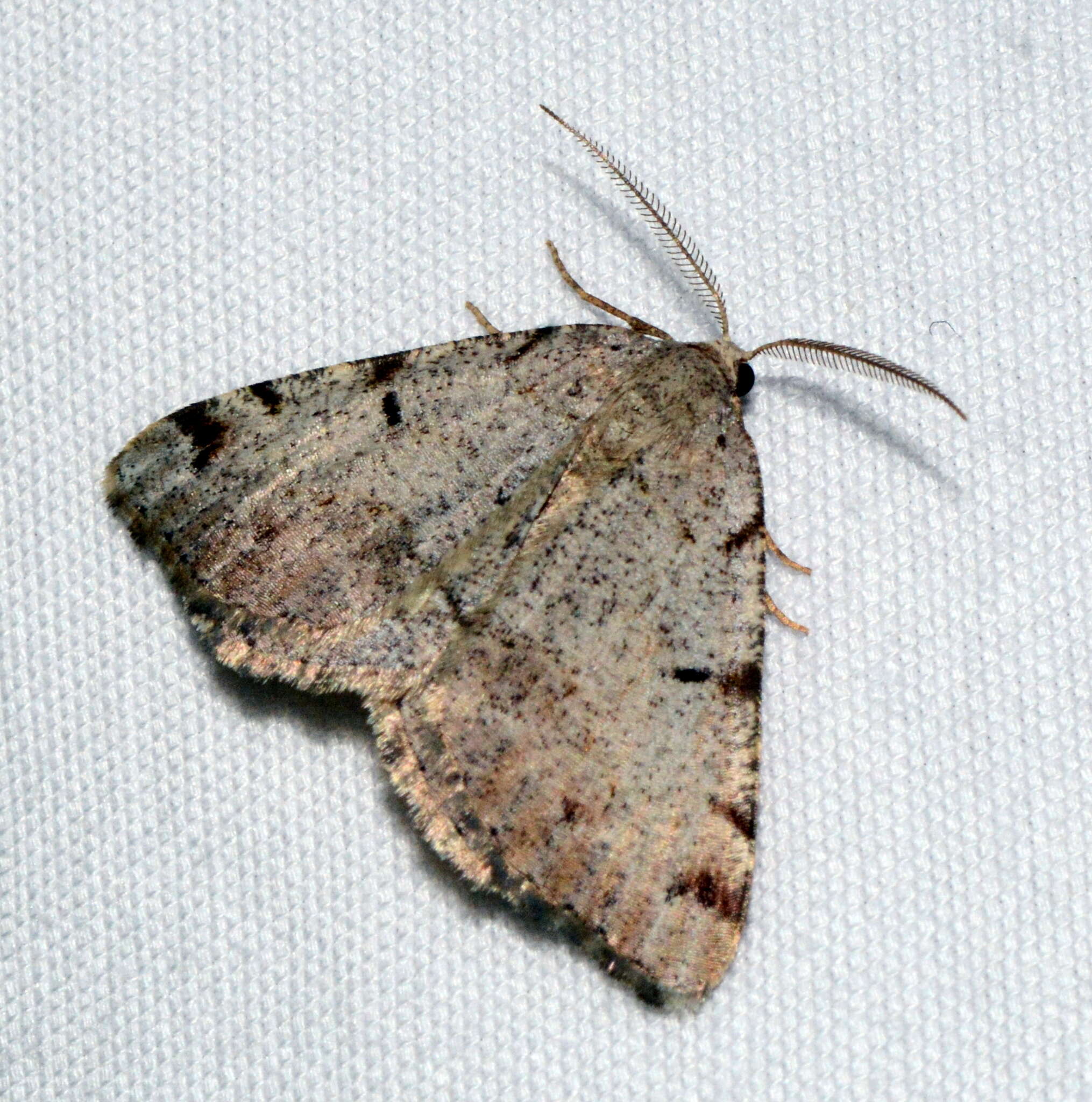 Image of Macaria exauspicata Walker 1861