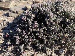 Image of Chasmatophyllum willowmorense (L. Bol.) L. Bol.