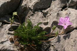 Image of Erodium rodiei (Br.-BI.) Poirion