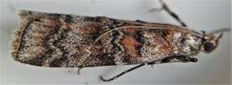 Image of Zimmerman Pine Moth