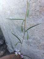 Image de Clarkia xantiana subsp. parviflora (Eastwood) H. Lewis & P. H. Raven