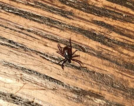 Image of Western Black-legged Tick