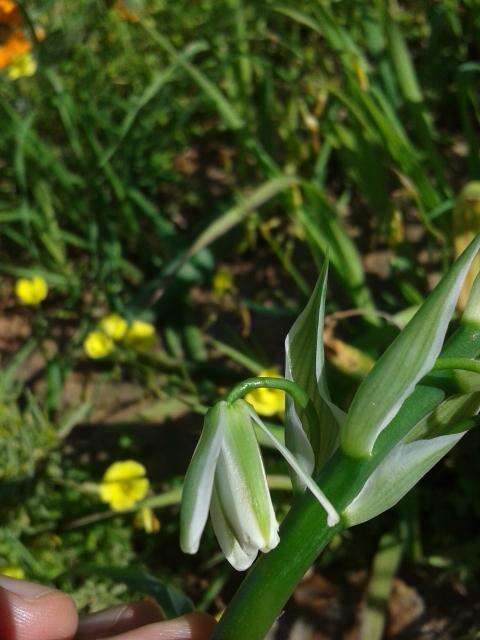 Image de Albuca canadensis (L.) F. M. Leight.