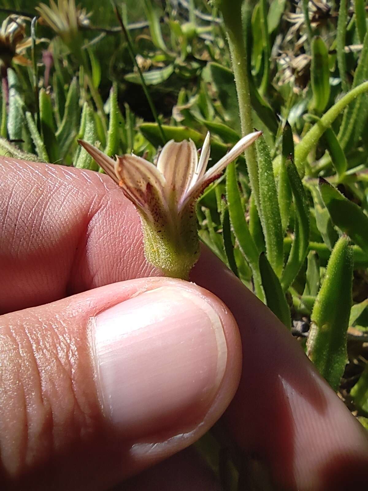 Image of Osteospermum acutifolium (Hutch.) Norlindh