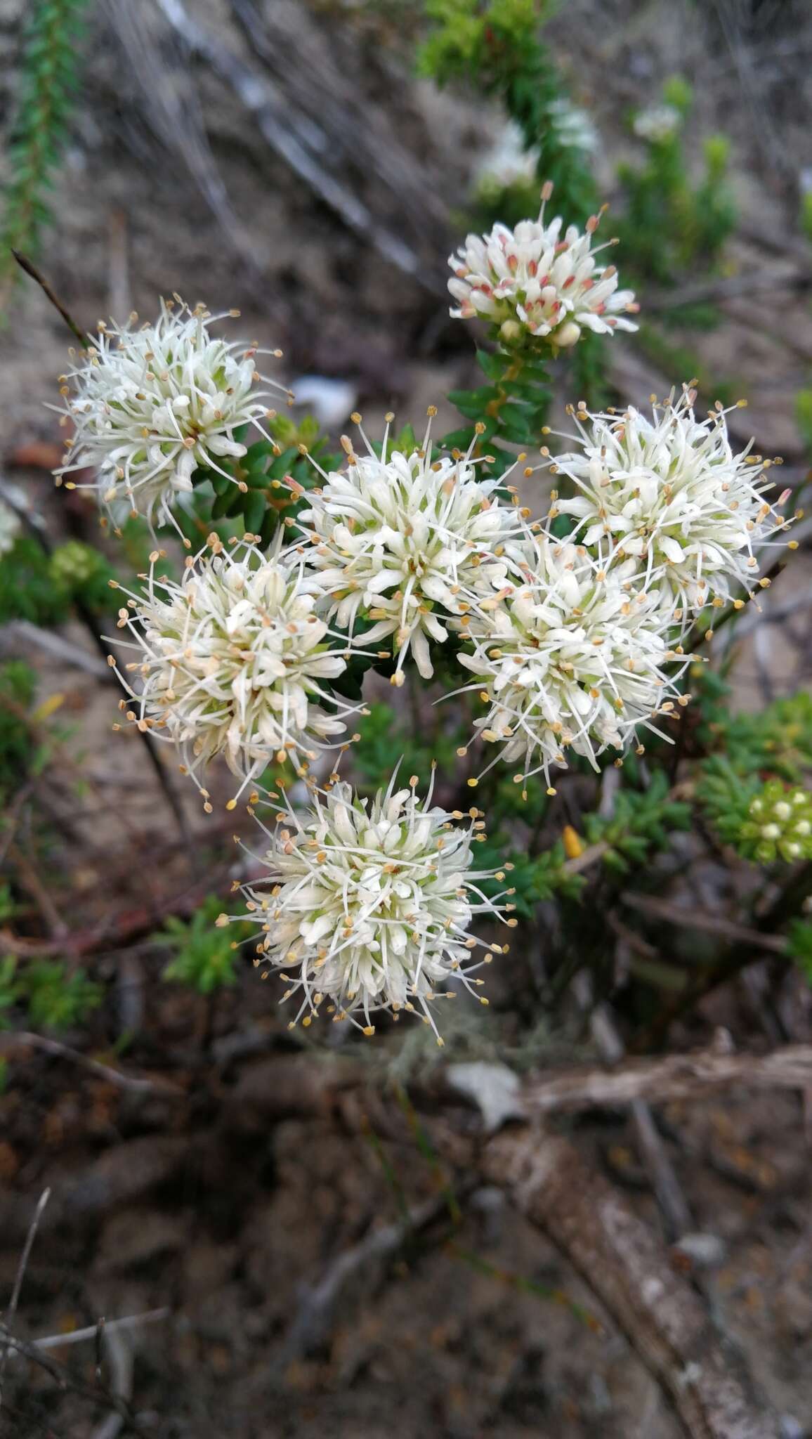 Image of Agathosma apiculata E. Mey. ex Bartl. & Wendl. fil.