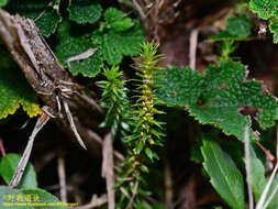 Image of Oriental clubmoss