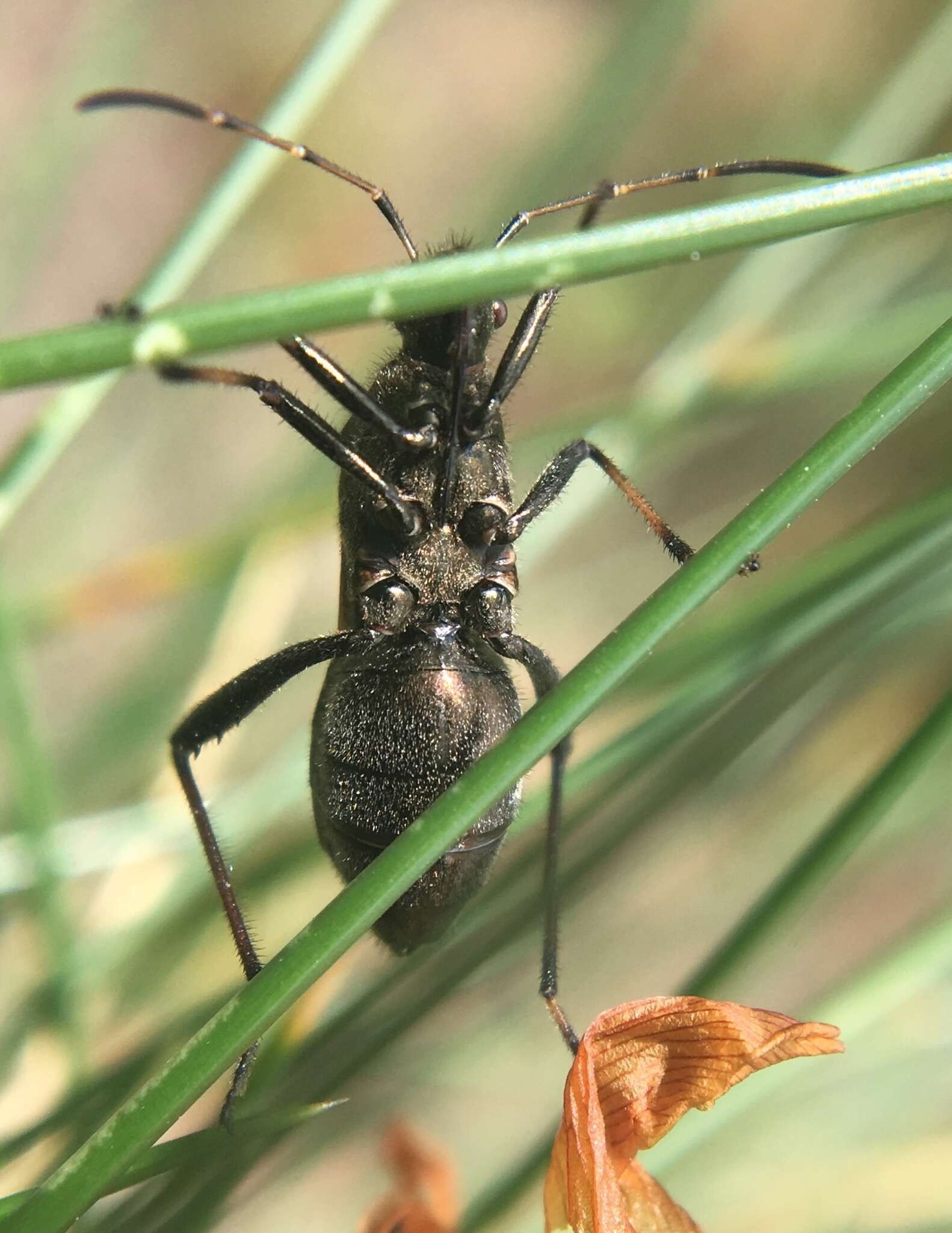 Alydus calcaratus (Linnaeus 1758) resmi