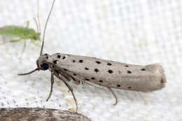 Image of <i>Yponomeuta sedella</i>