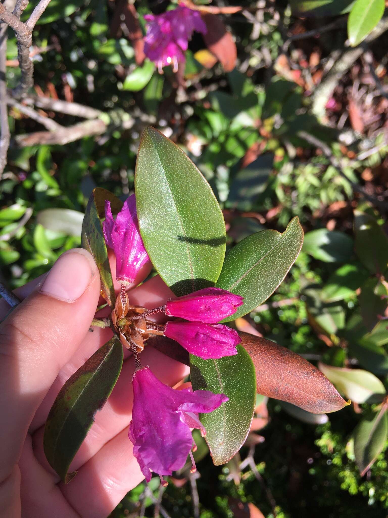 Image of Rhododendron smokianum Ralf Bauer & Albach