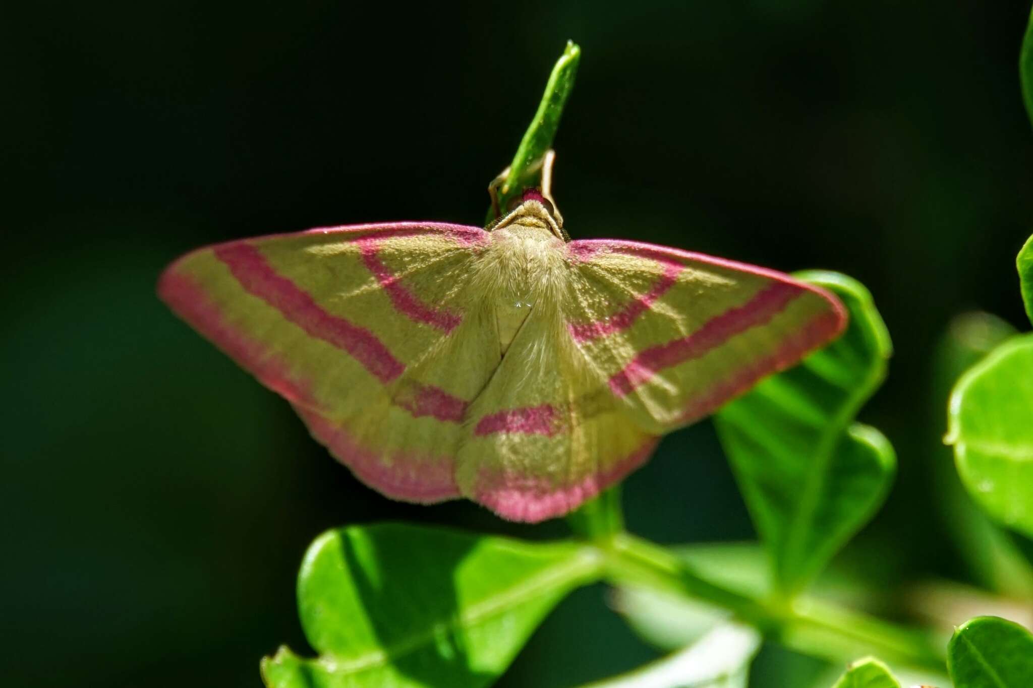 Rhodostrophia calabra Petagna 1787 resmi