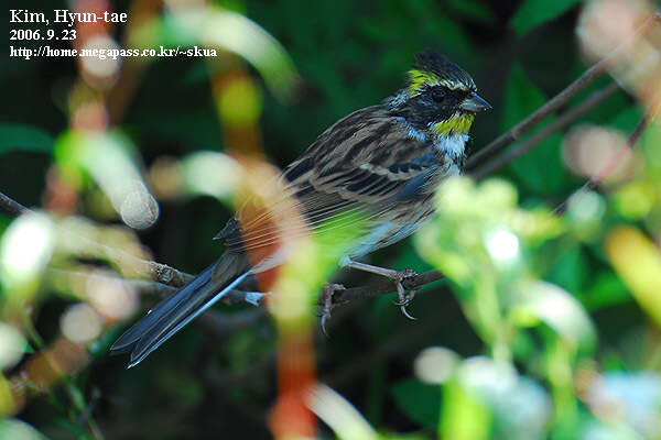 Image of Yellow-throated Bunting