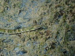 Image of Black-striped Pipefish