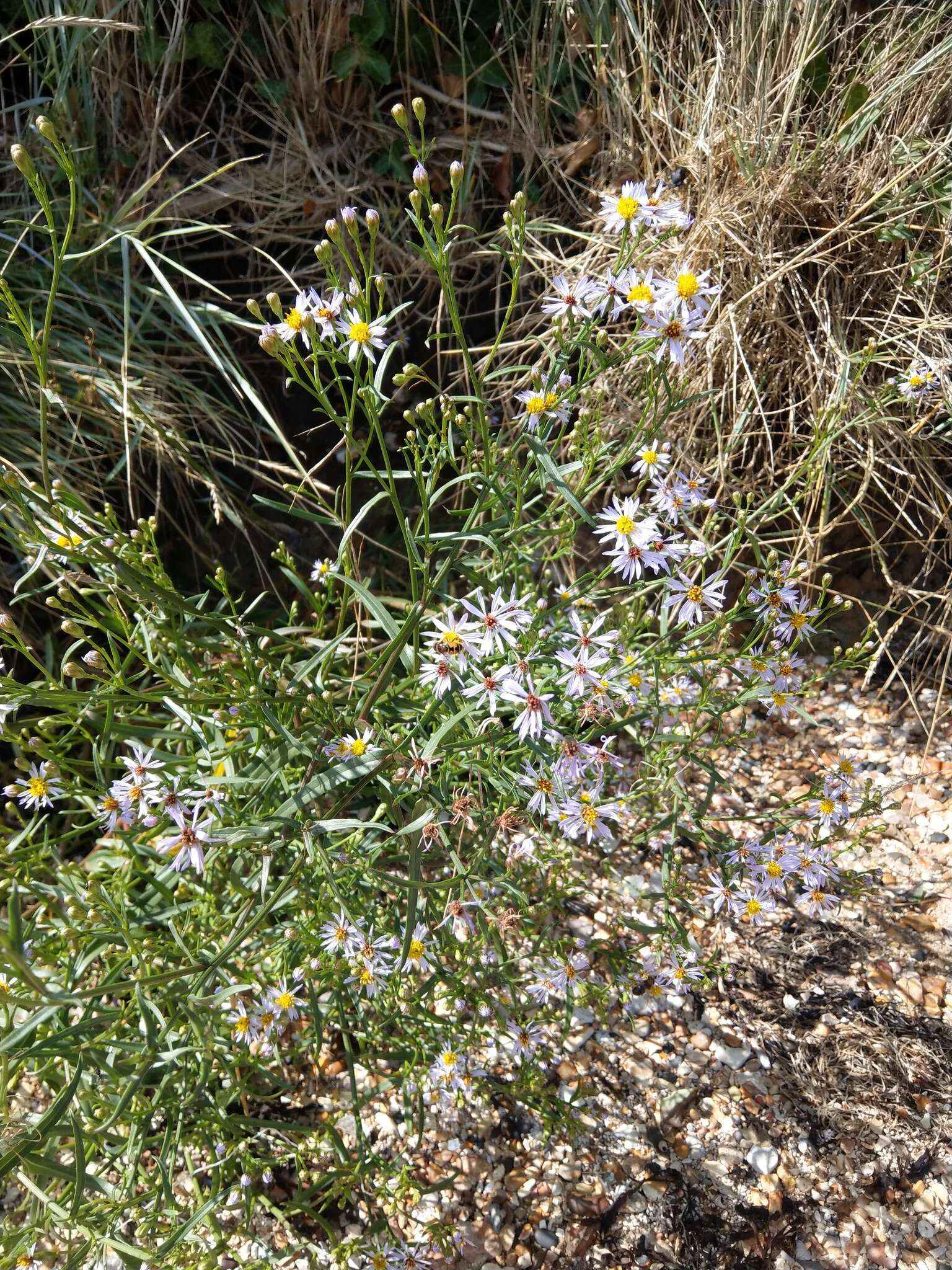 Image of sea aster