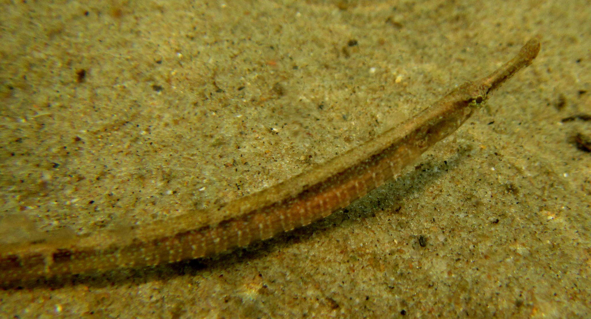 Image of Common Pipefish