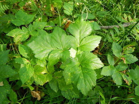 Imagem de Aegopodium latifolium Turcz.