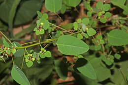 Imagem de Euphorbia adiantoides Lam.