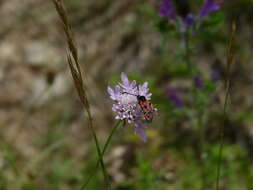 Image of Zygaena hilaris Ochsenheimer 1808