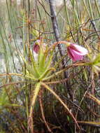 Image of Roridula dentata L.