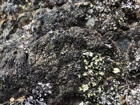 Image of alpine arthrorhaphis lichen