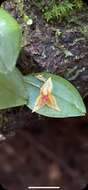 Image of Lepanthes falx-bellica Pupulin & Bogarín