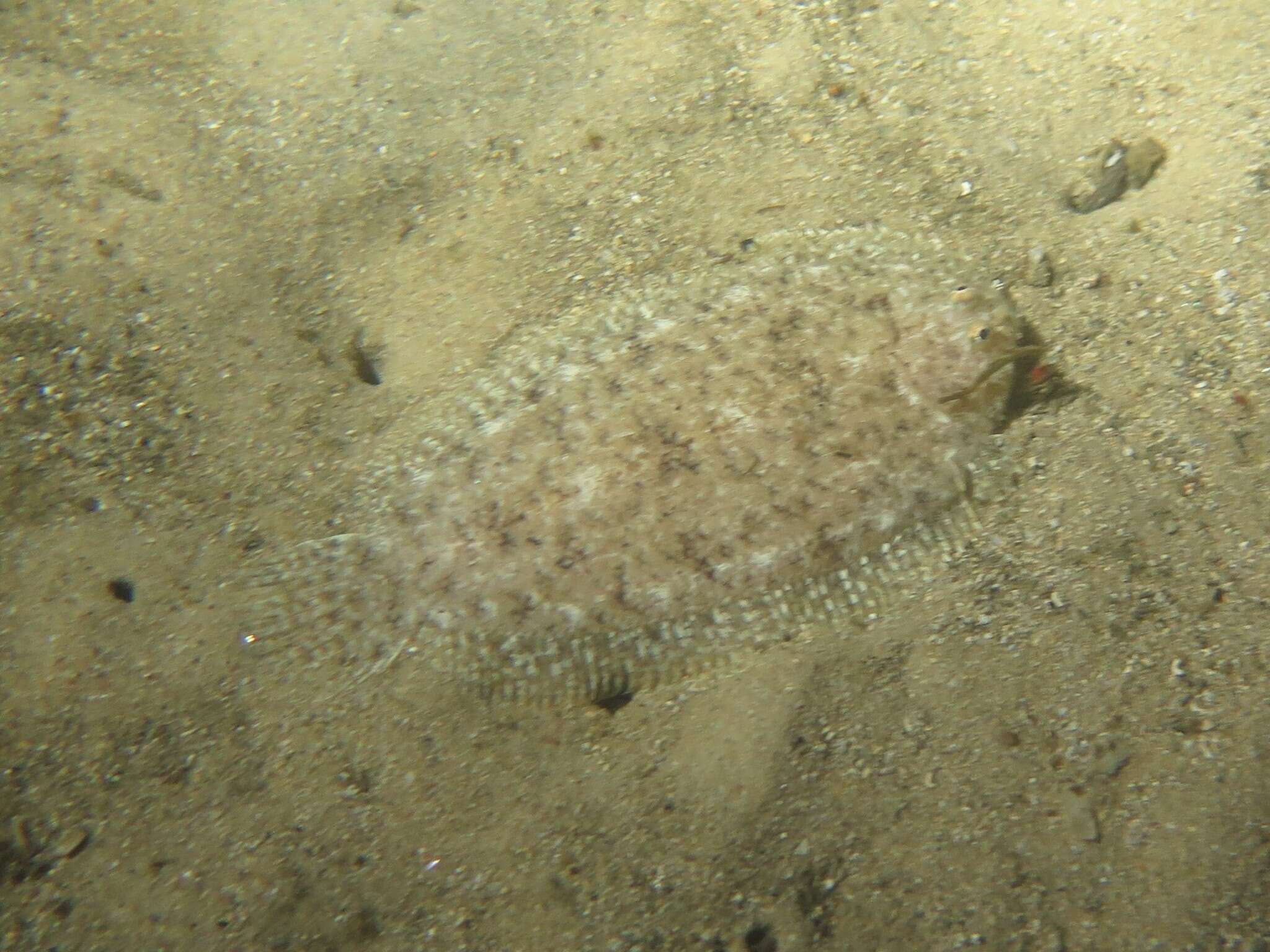 Image of Aseraggodes lenisquamis Randall 2005