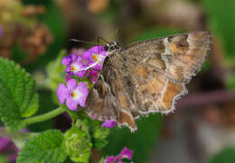 Image of Arizona Powdered-Skipper