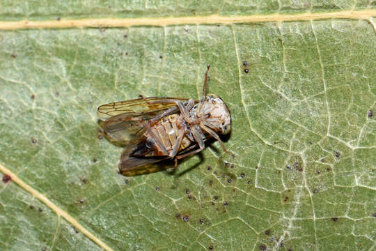 Image of Leafhopper