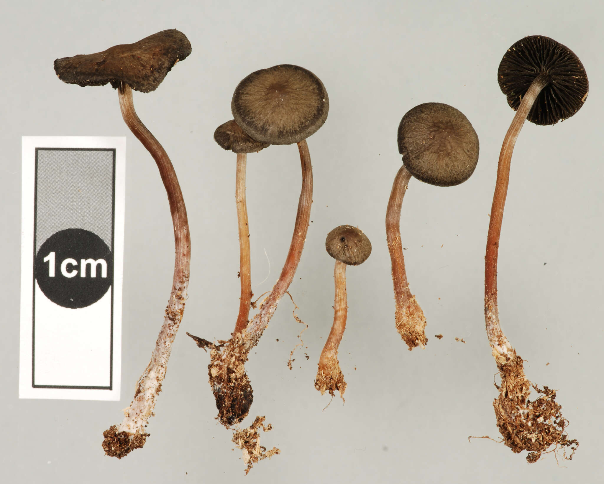 Sivun Psathyrella fimbriata (A. M. Young) Ew. Gerhardt 1996 kuva