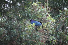 Image of Rueppell's Glossy-Starling