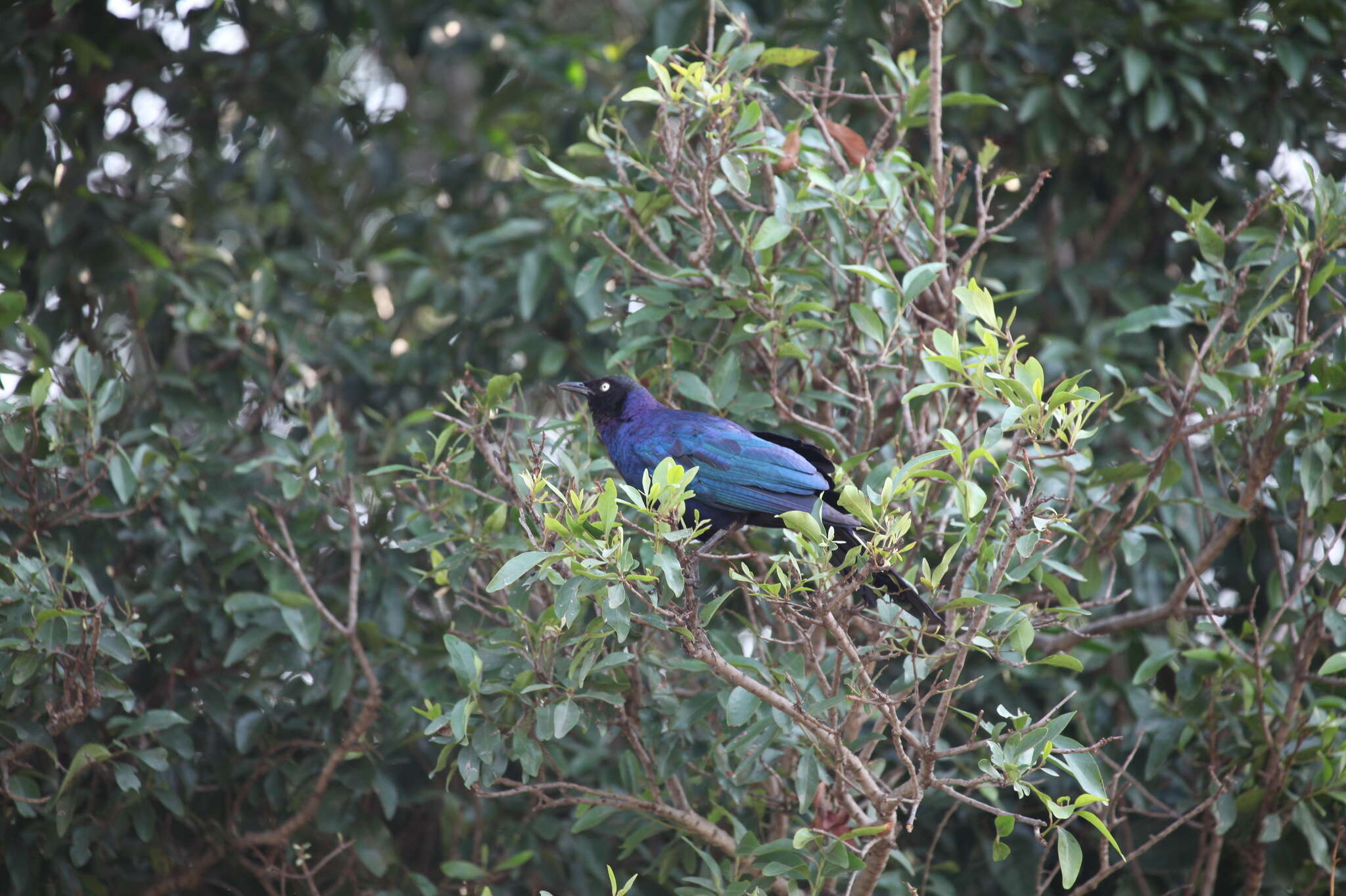 Image of Rueppell's Glossy-Starling