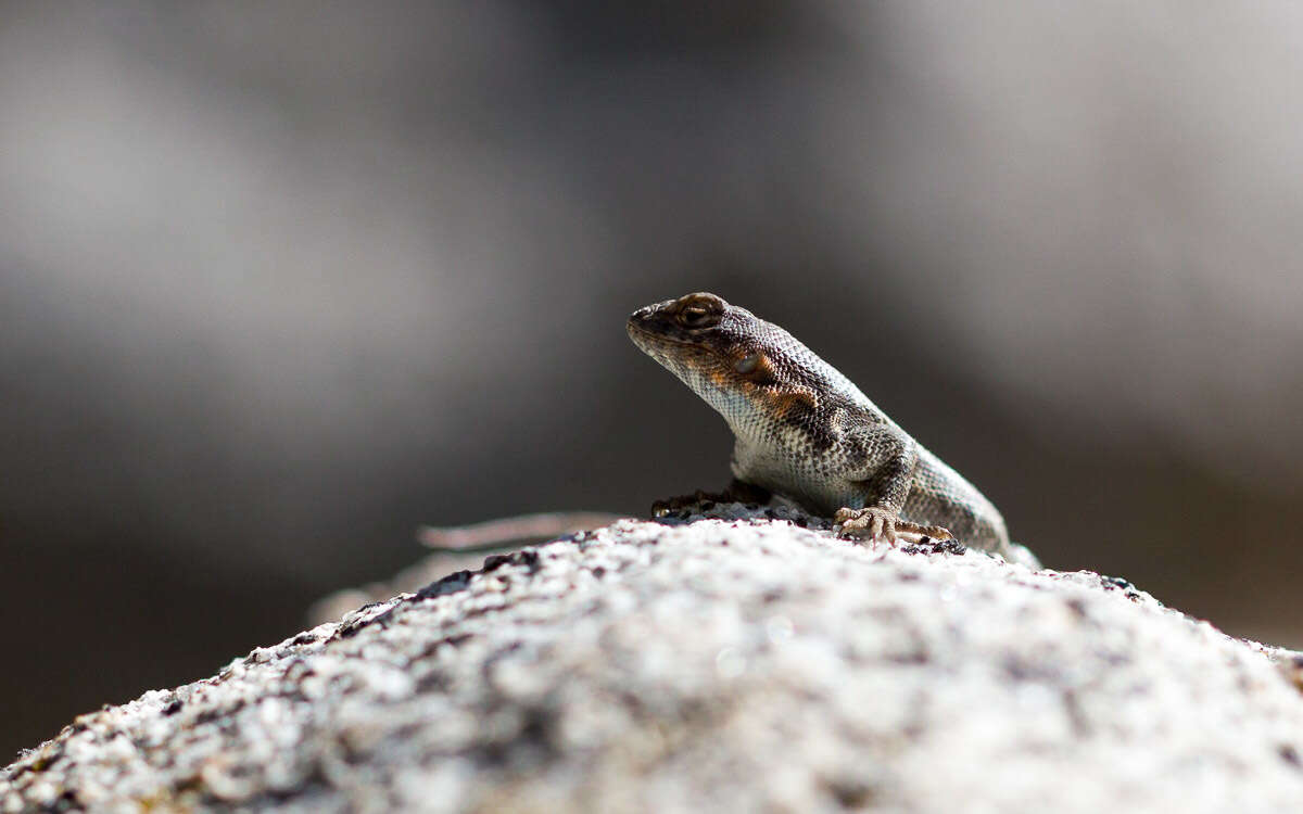 Image of Southern Sagebrush Lizard