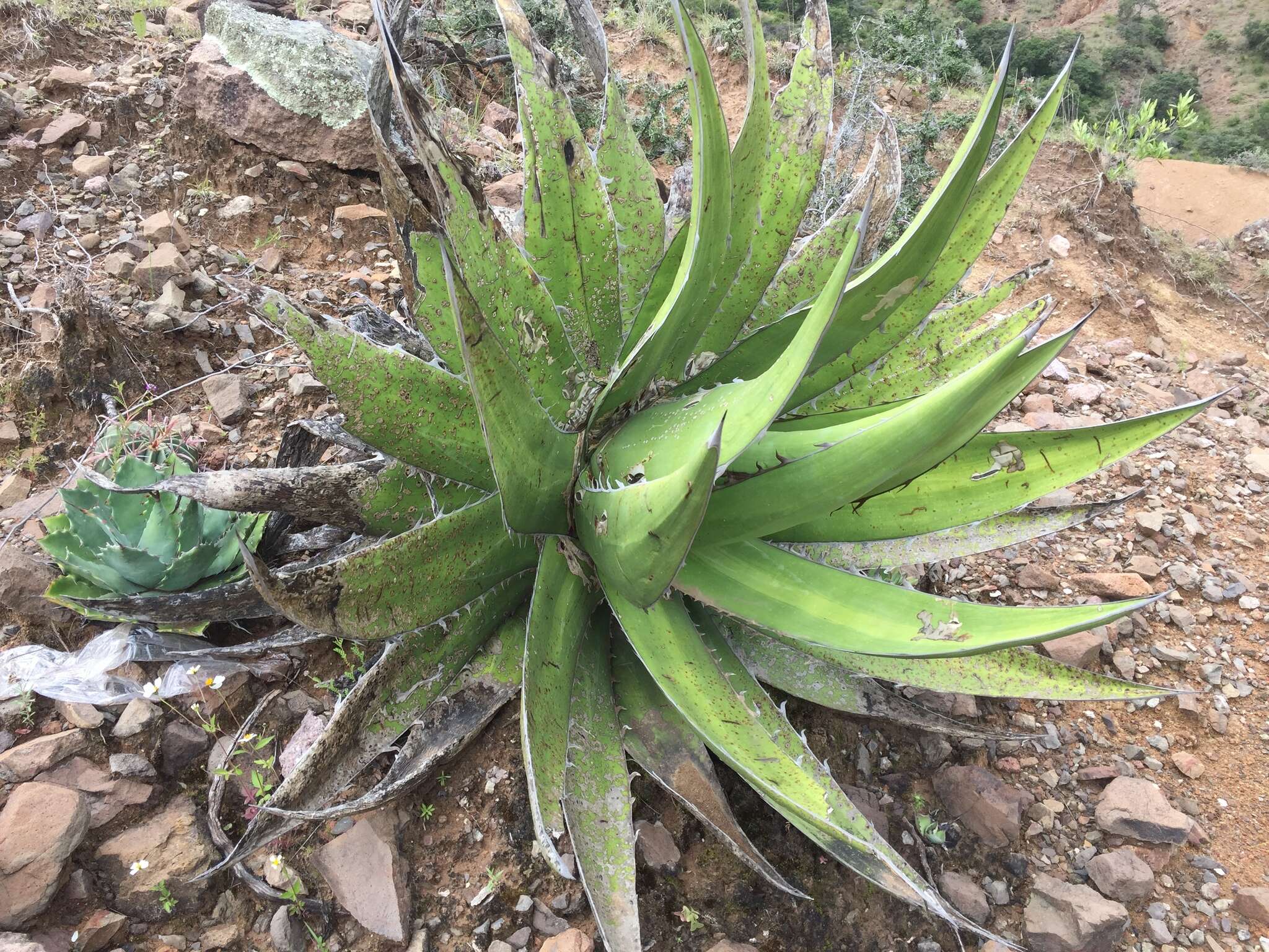 Image of Agave ghiesbreghtii Verschaff.