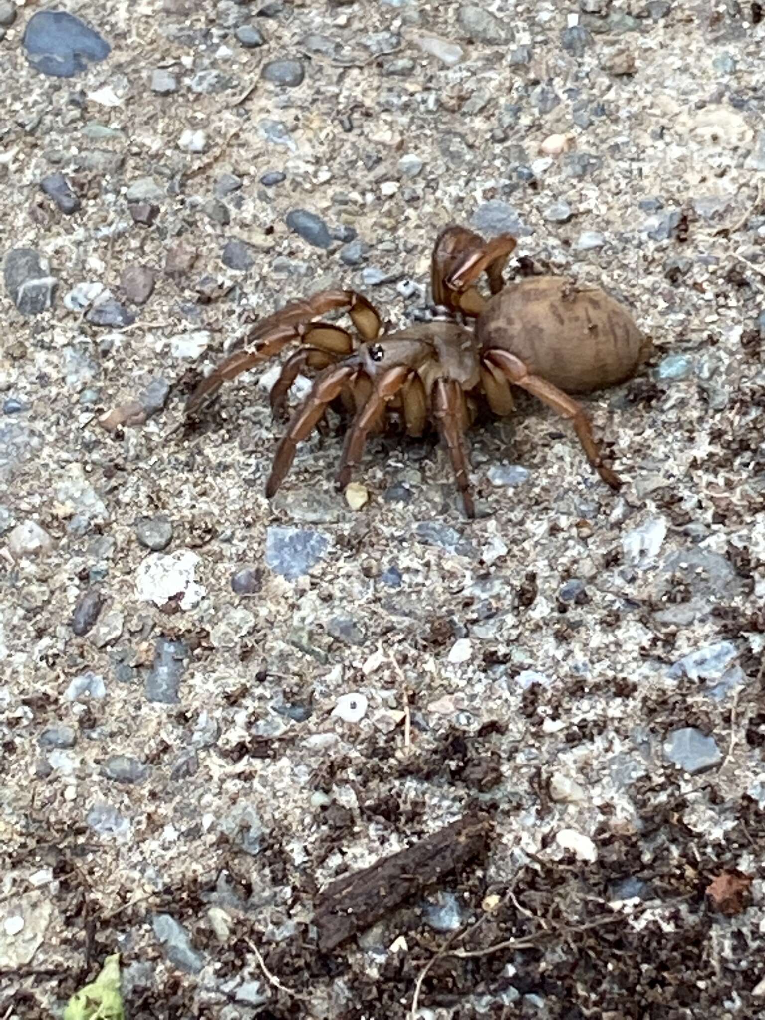 Image of Stanford Hills Trapdoor Spider