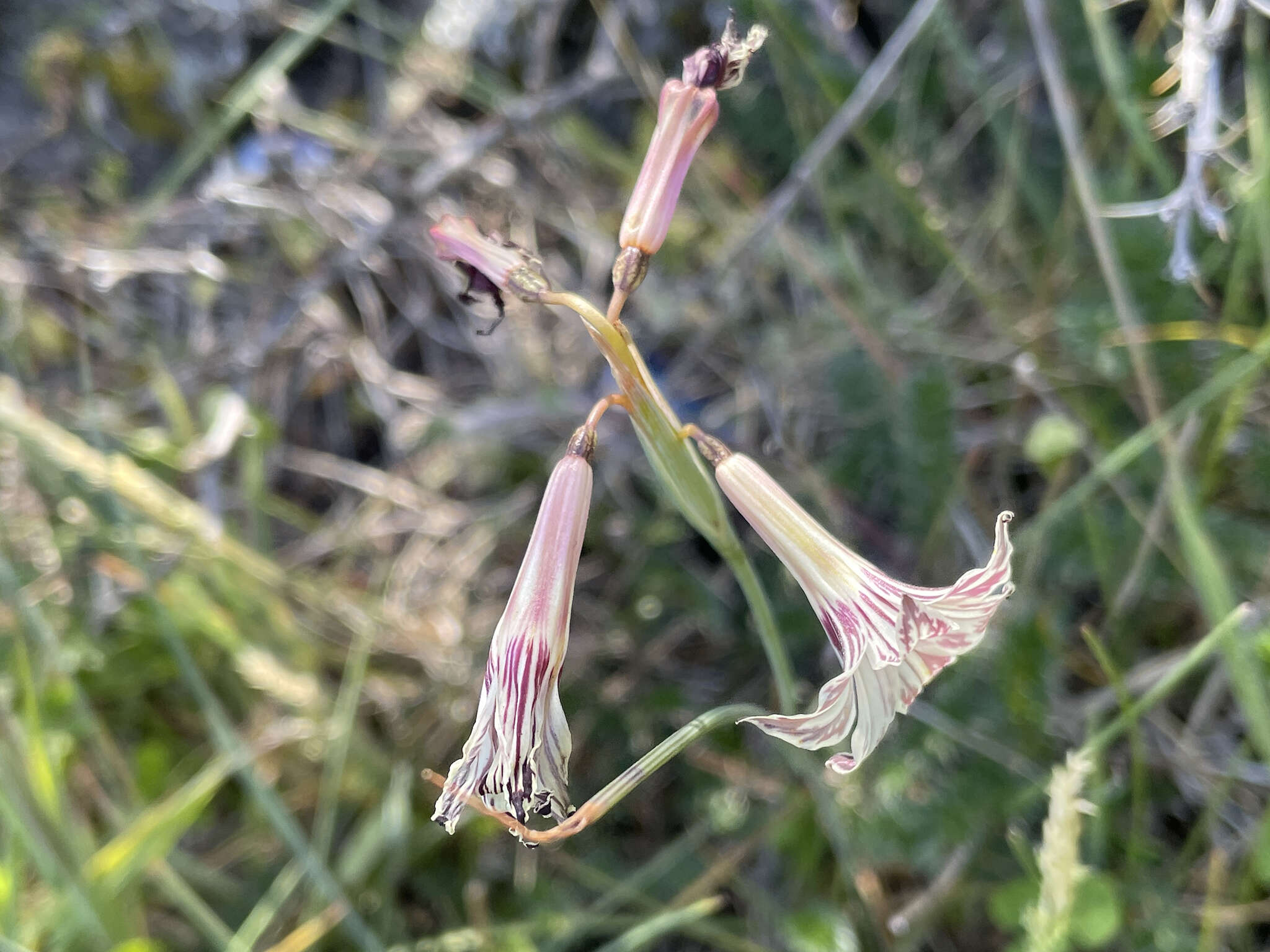 Image of streaked maiden