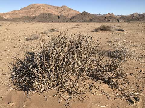 صورة Mesembryanthemum pseudoschlichtianum (S. M. Pierce & Gerbaulet) Klak