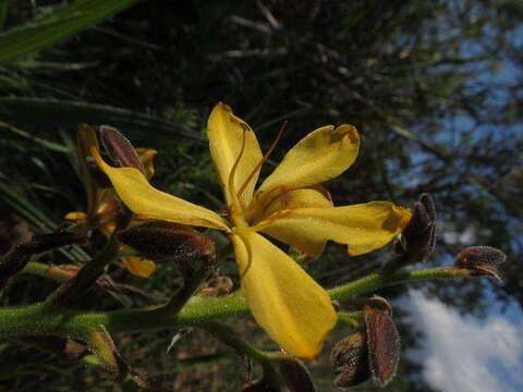 Image of Wachendorfia paniculata Burm.