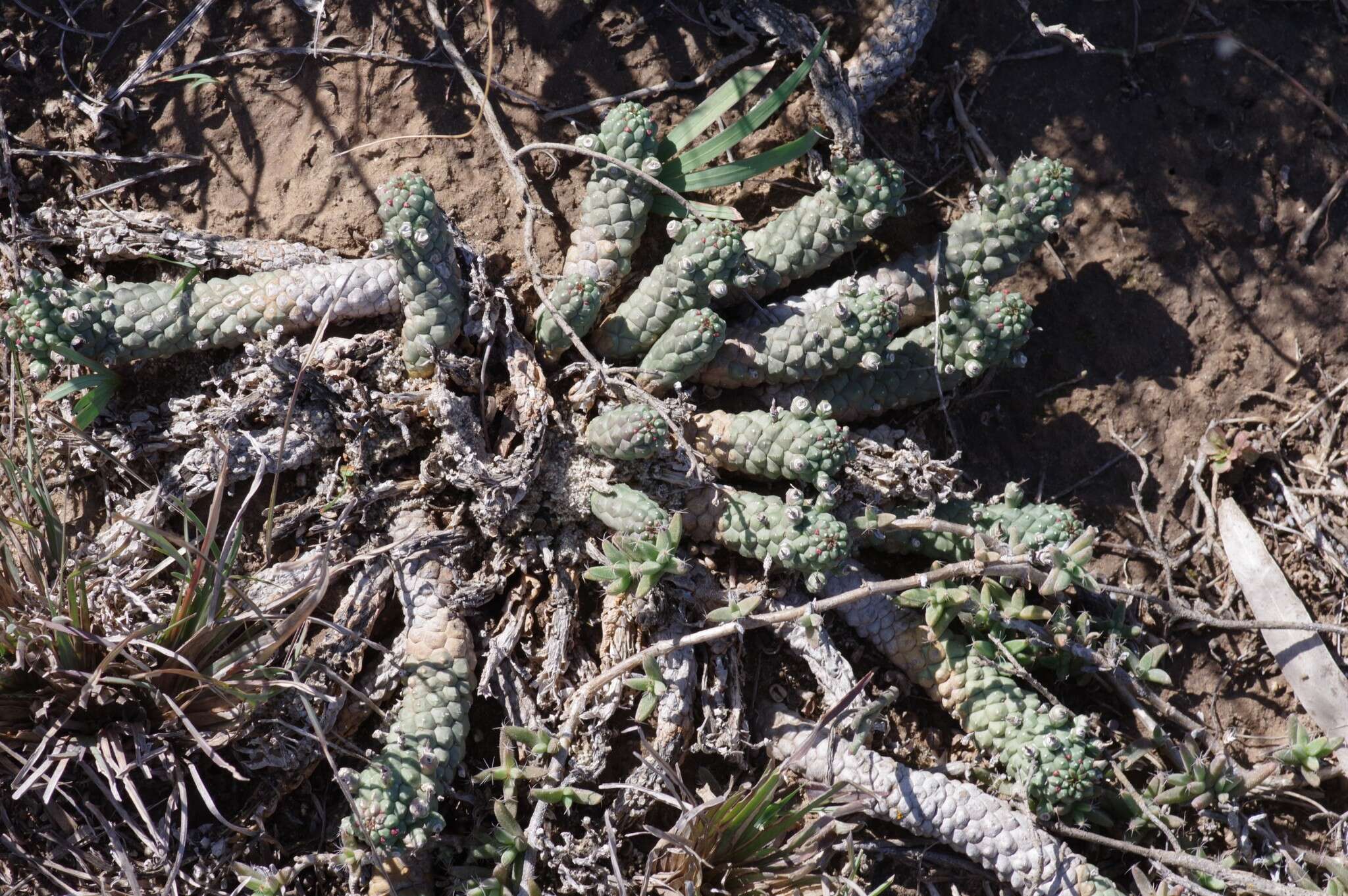 Image of Euphorbia inermis Mill.