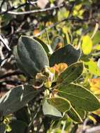 Слика од Arctostaphylos rainbowensis J. E. Keeley & A. Massihi