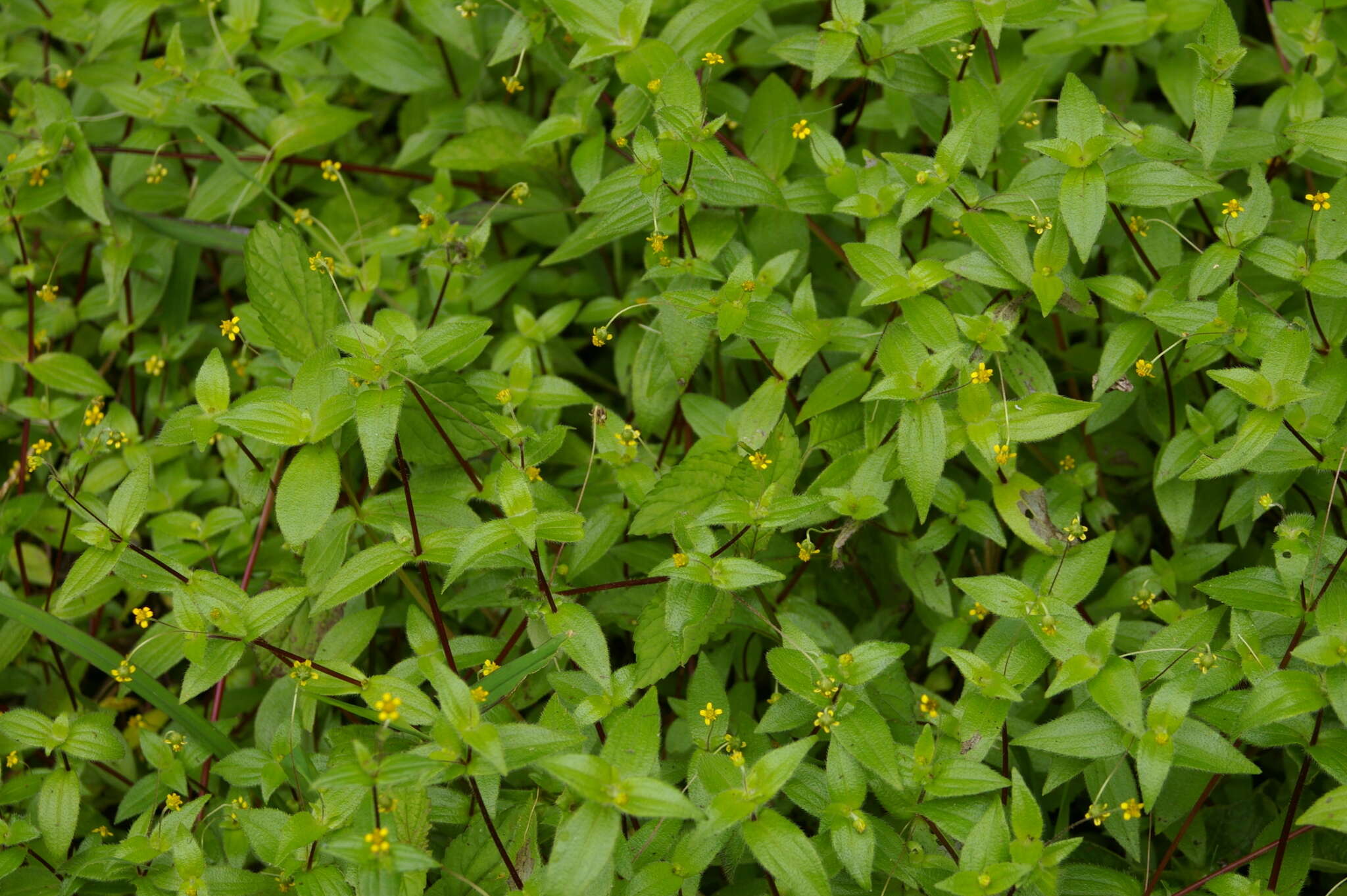 Image of Jaegeria gracilis Hook. fil.