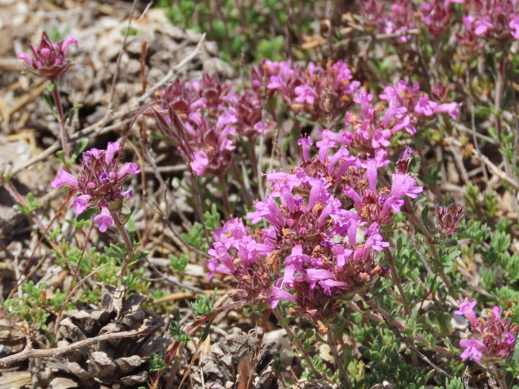 Sivun Thymus granatensis Boiss. kuva