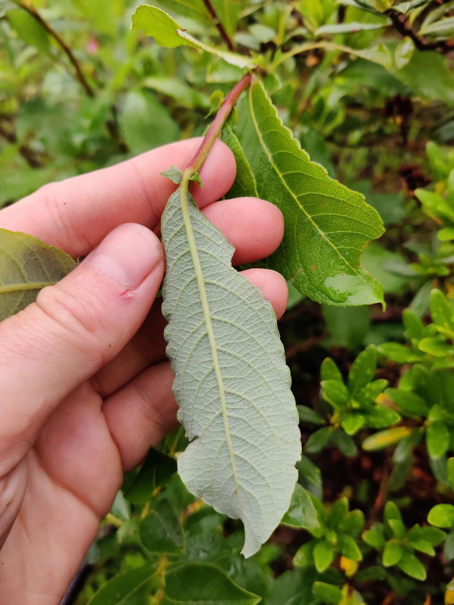 Image of Salix appendiculata Vill.