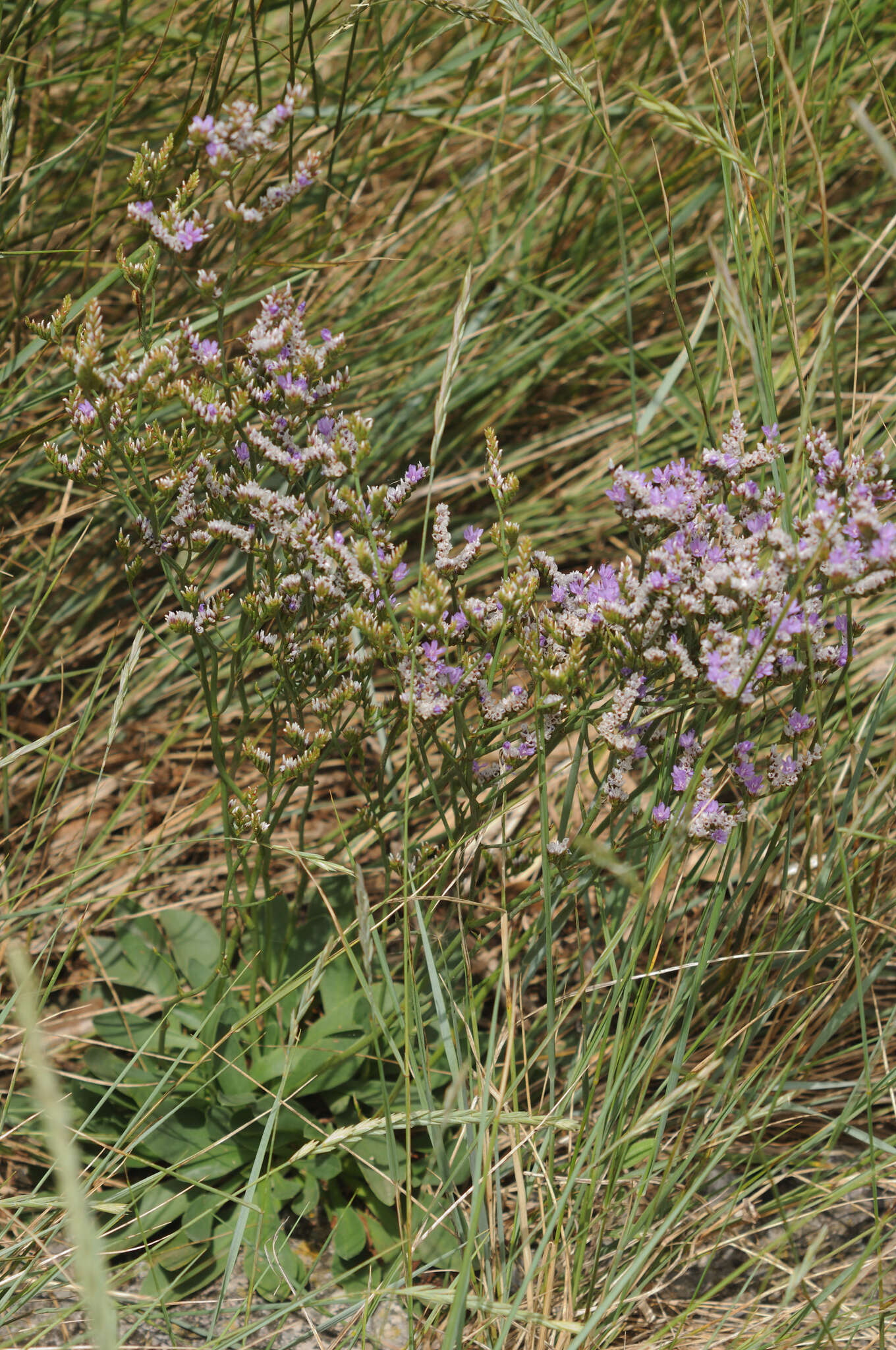 Image of Mediterranean sea lavender