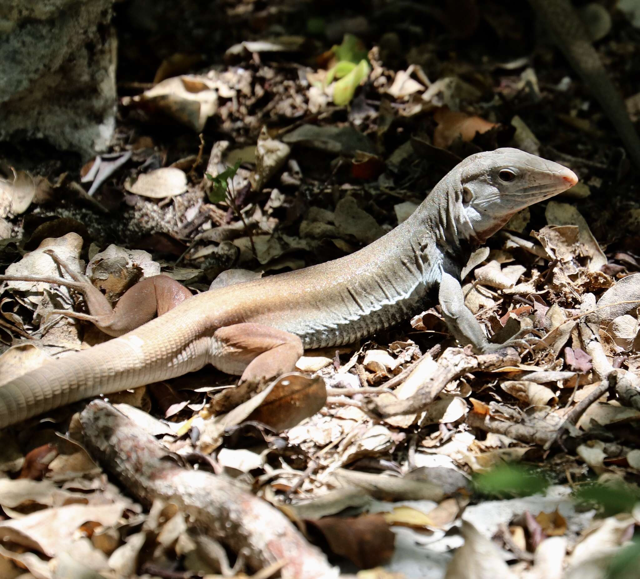 Image of Hispaniolan giant ameiva