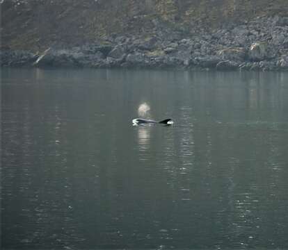 Image of White-beaked Dolphin