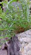 Image of Silene saxifraga L.