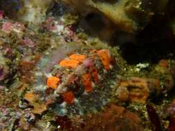 Image of hairy chiton